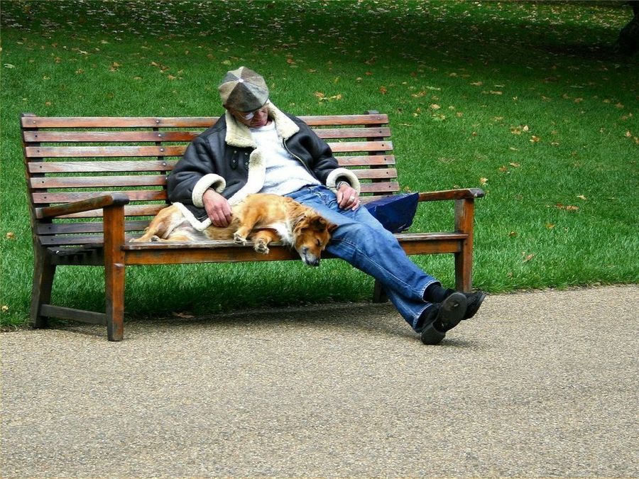 Mascota descansando