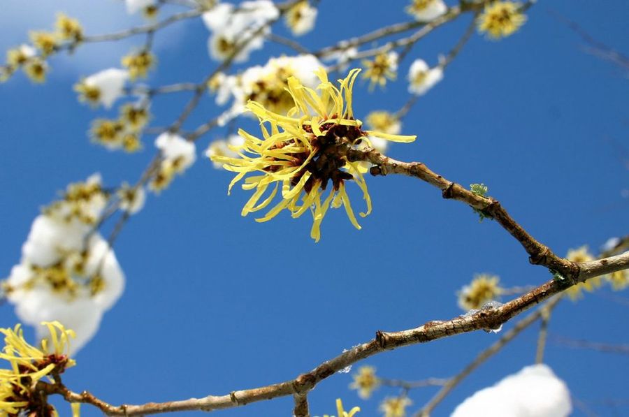 Agua de hamamelis