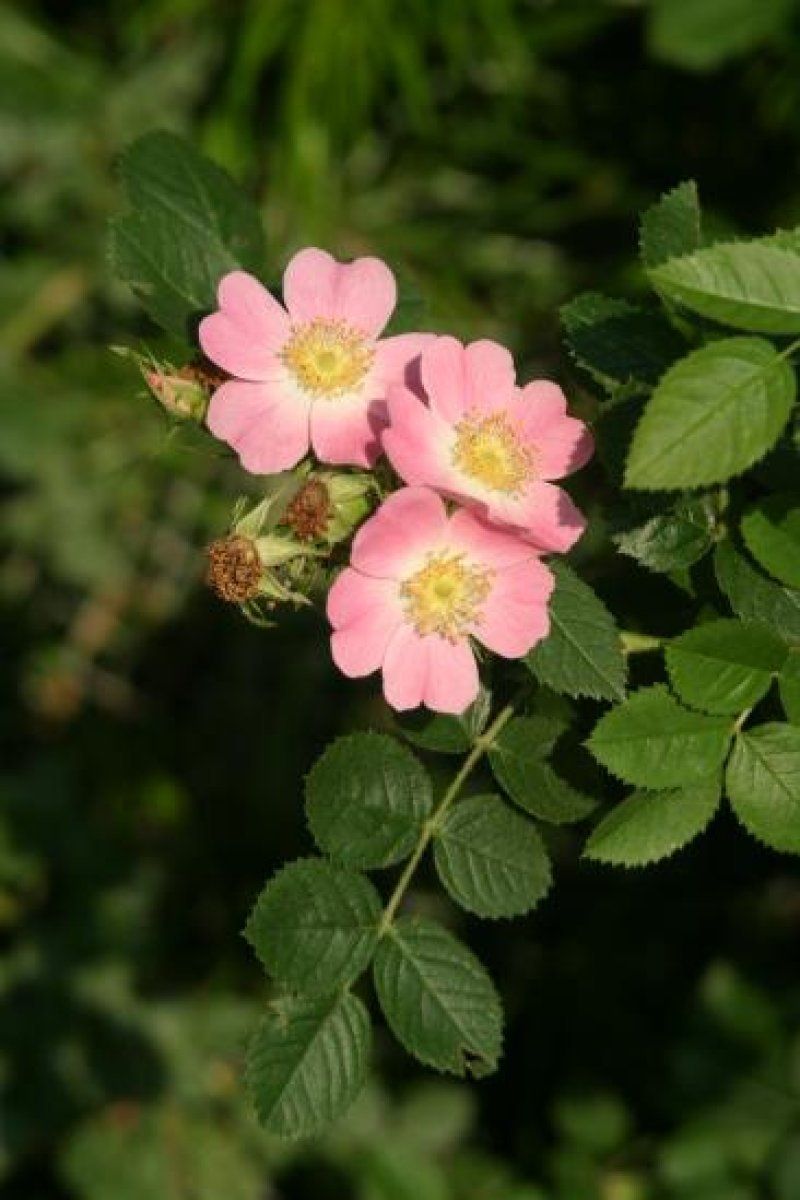 Rosa Mosqueta
