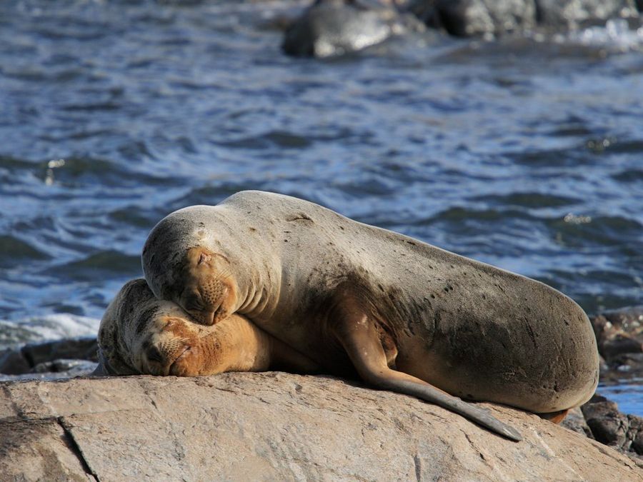 Leones Marinos en Ushuaia - Carlos Ponte