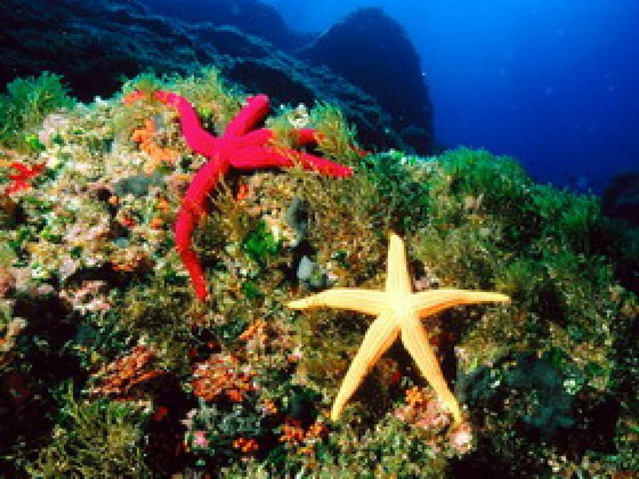 Coral