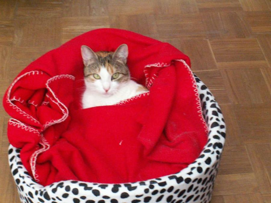 gato en su cama