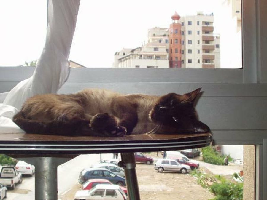gato echado en la mesa