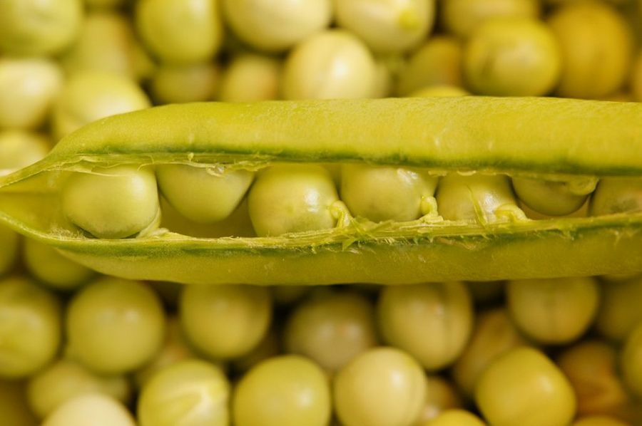 Guisantes
