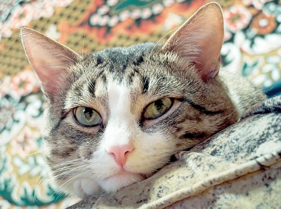 cara gato