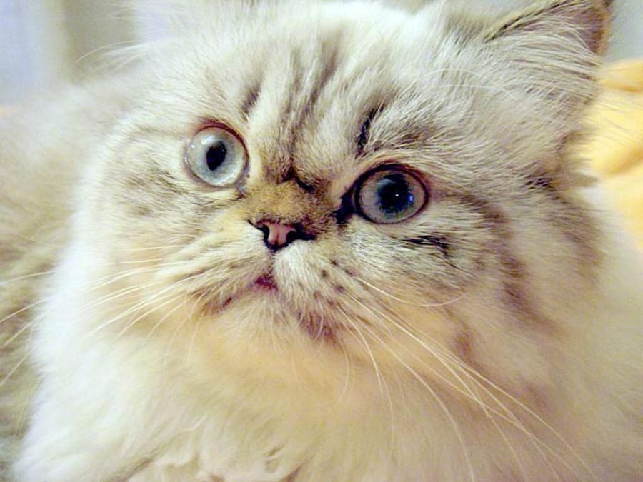 bigotes