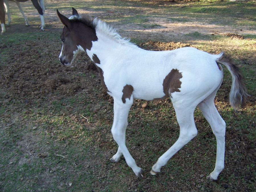caballo pinto3