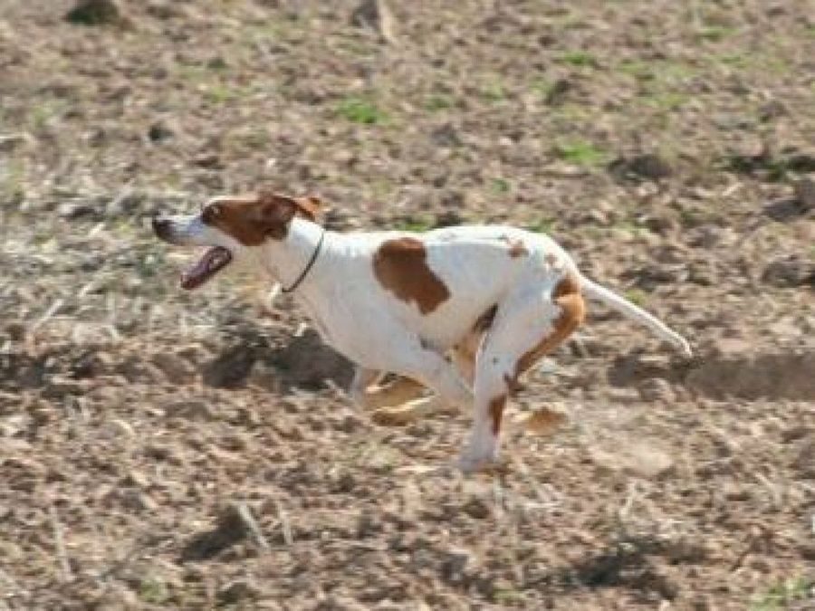 perro corriendo