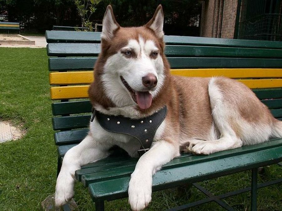 husky