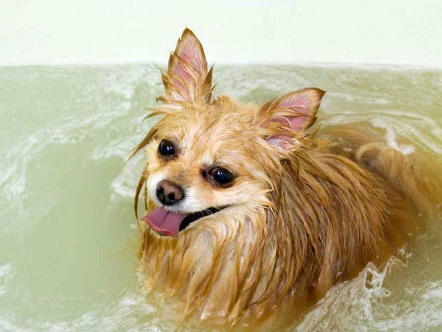 baño perro