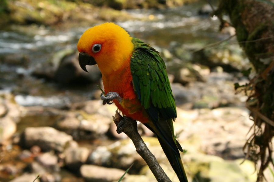 loro naranja y verde