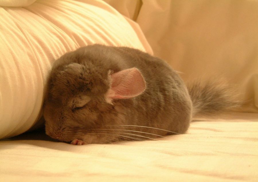 Chinchilla