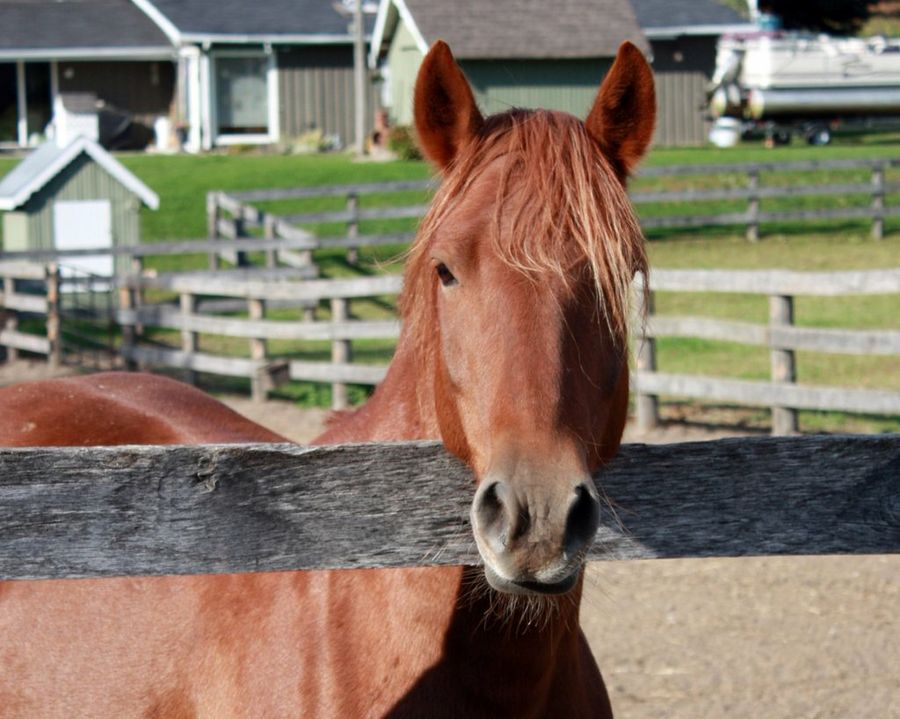 Caballo