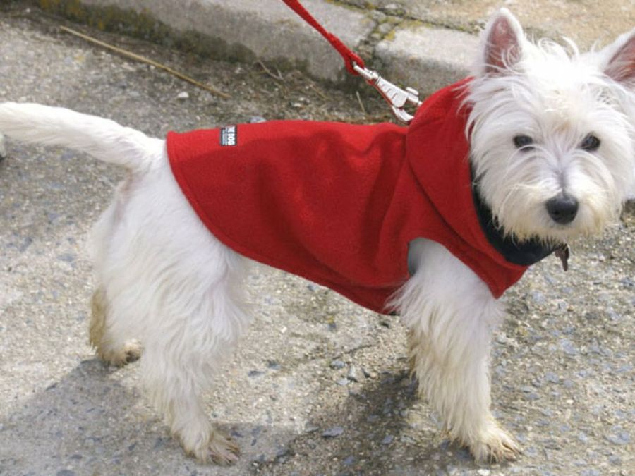 perro con ropa y correa