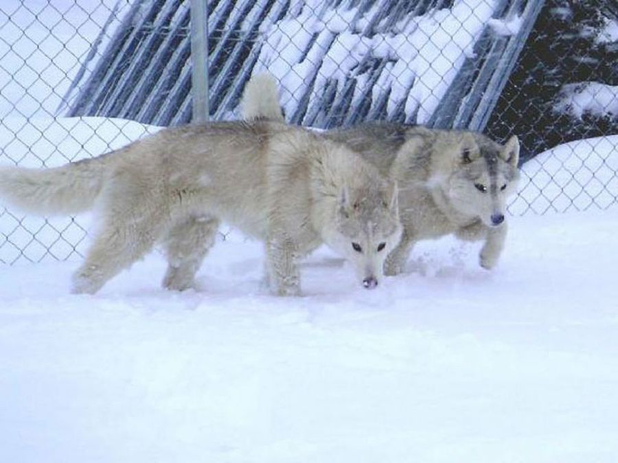 lobos en la nieve