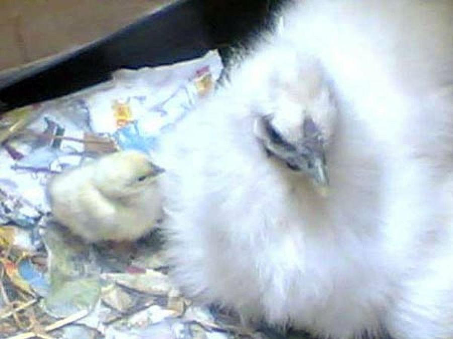 pollito