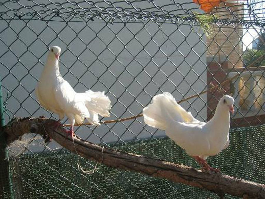 palomas blancas