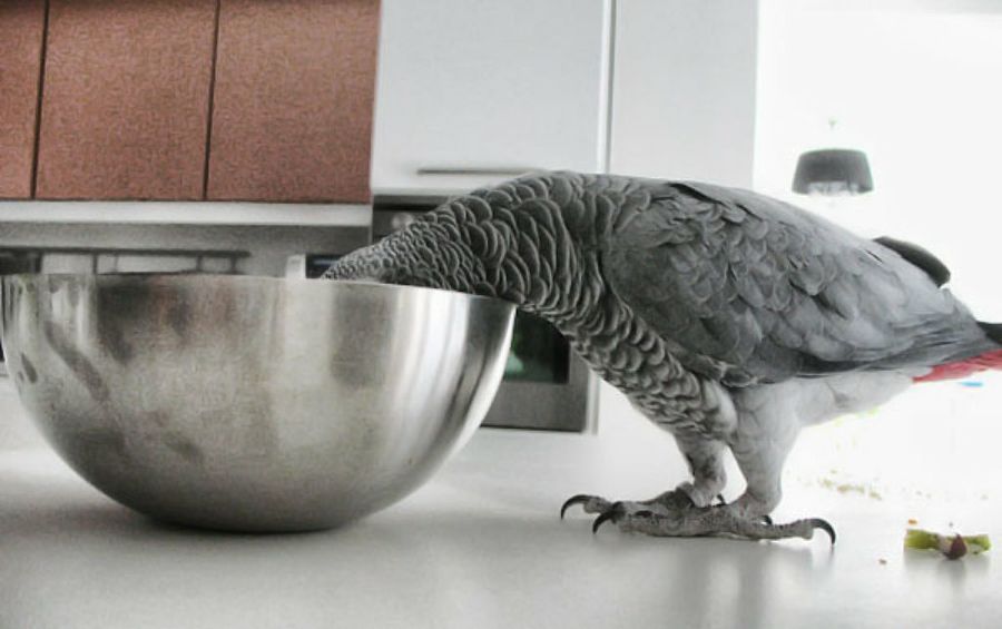 loro africano4
