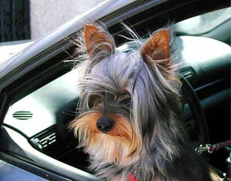 perro asomado a la ventana del coche