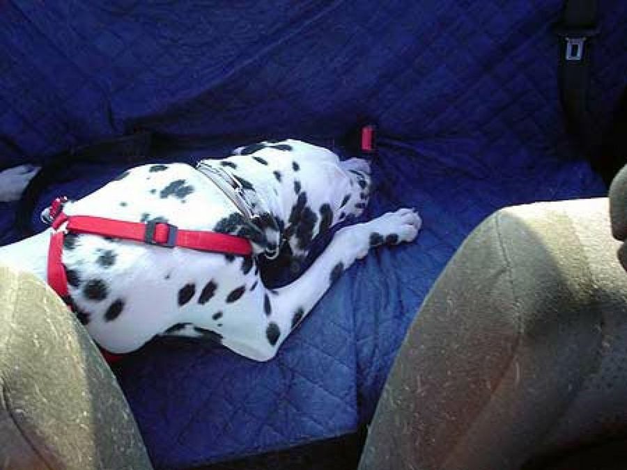 dálmata en el asiento trasero del coche