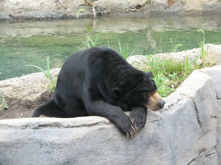 El oso de la miel un animal poco habitual Mascotas El oso de la miel un animal poco habitual Mascotas