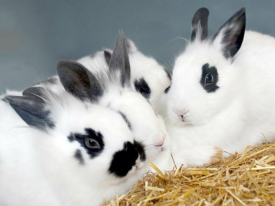 conejos blancos con manchas negras