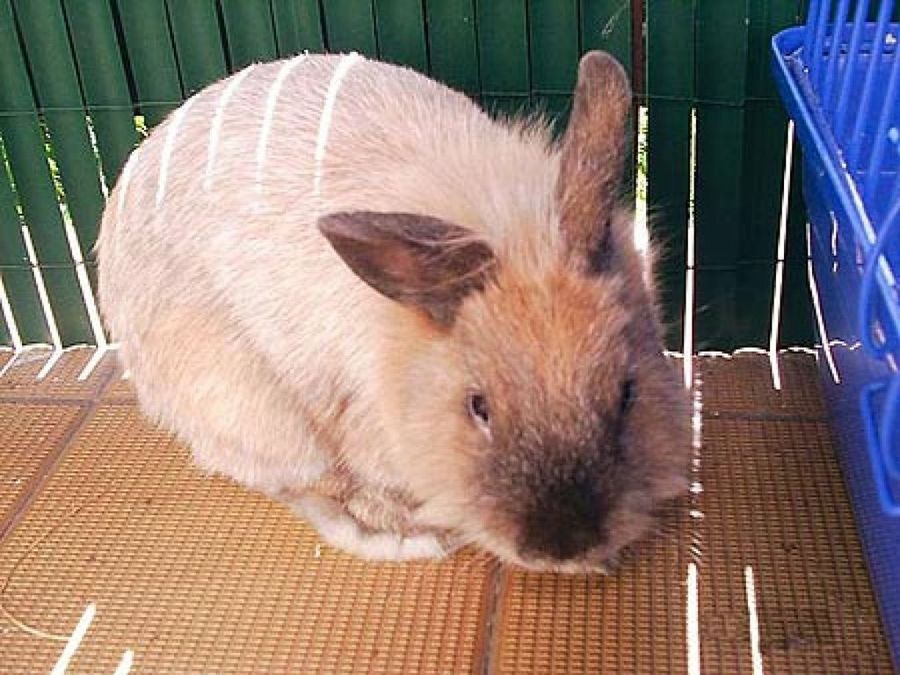 conejo
