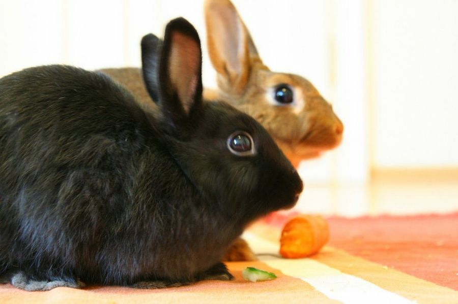 dos conejos