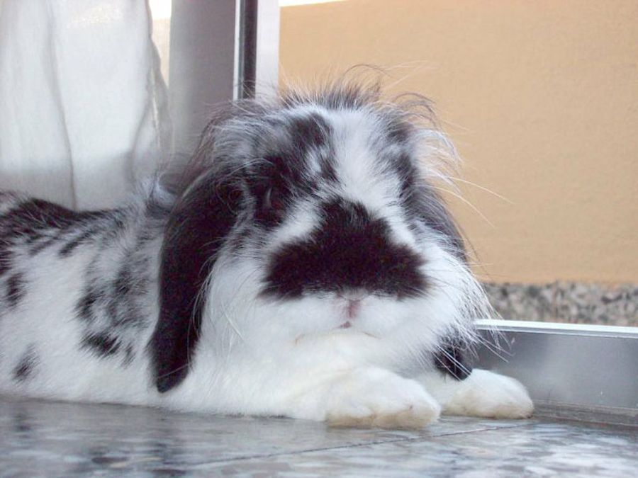 conejo blanco&negro