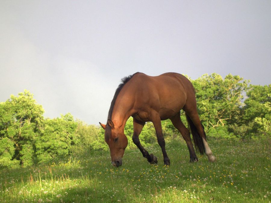 caballo marrón
