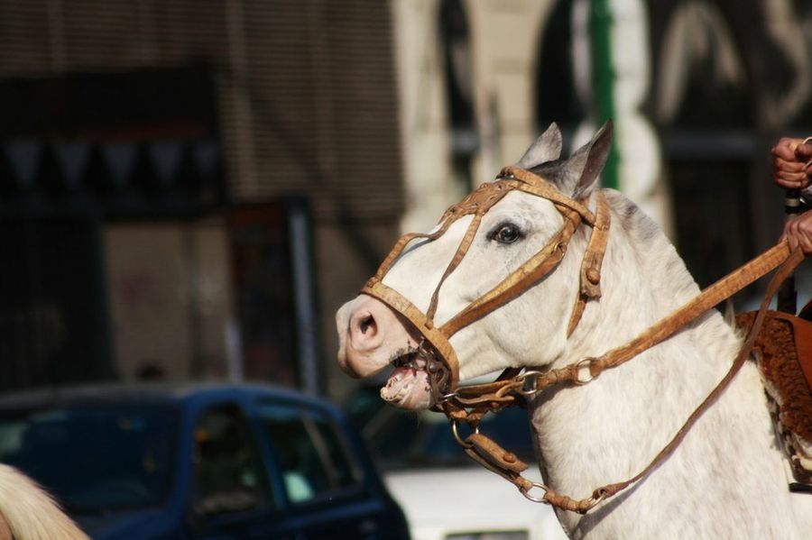 caballo criollo3