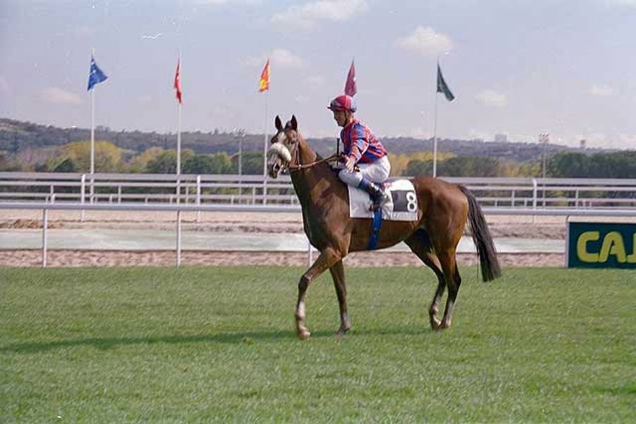 caballo pura sangre