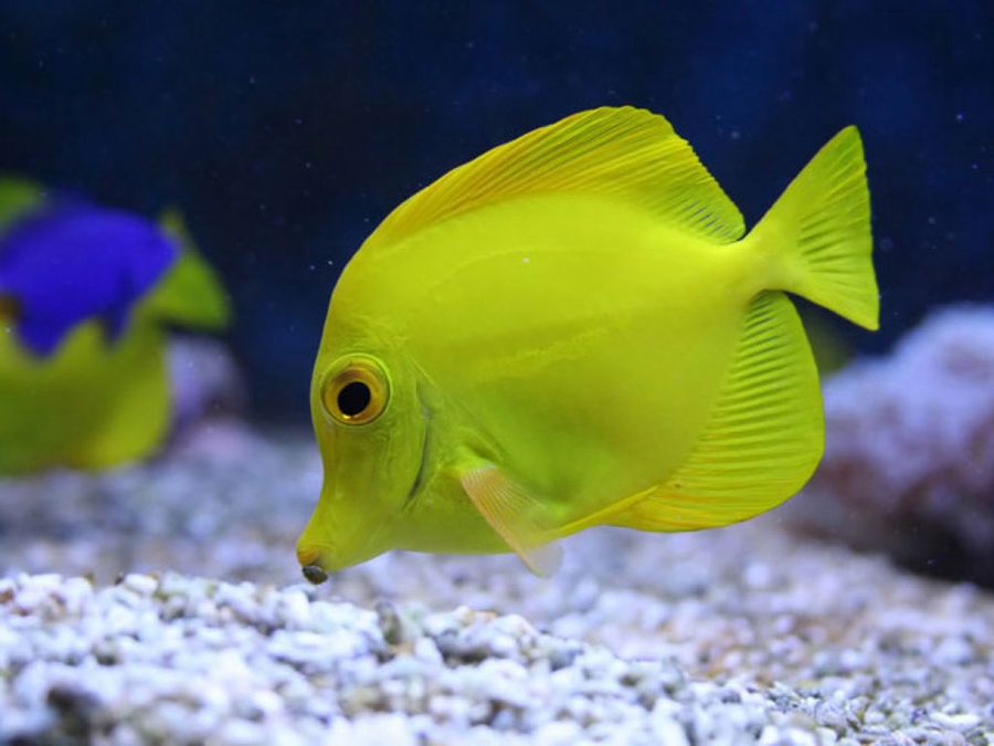 pez verde