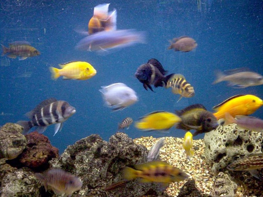 peces