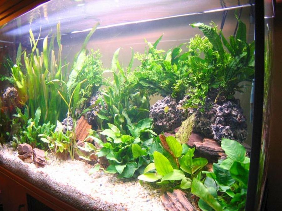 acuario con plantas