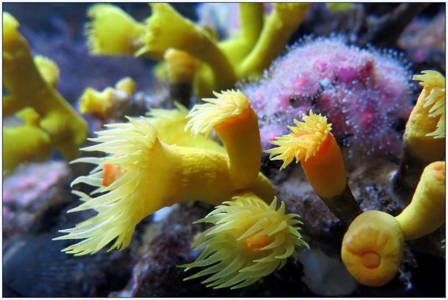 acuario1