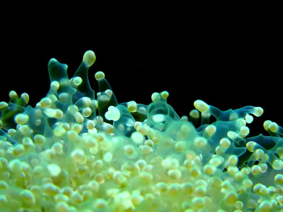 acuario