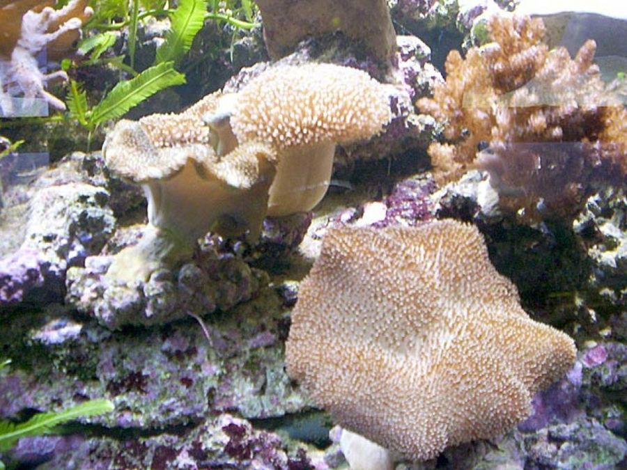 coral