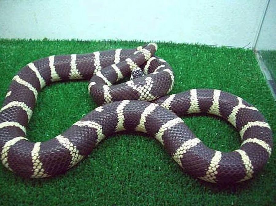 serpiente negra