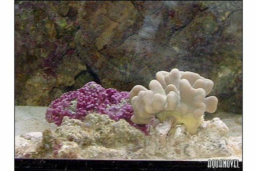 acuario