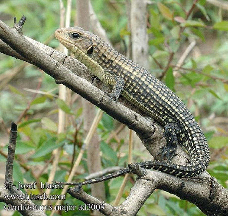 lagarto en árbol