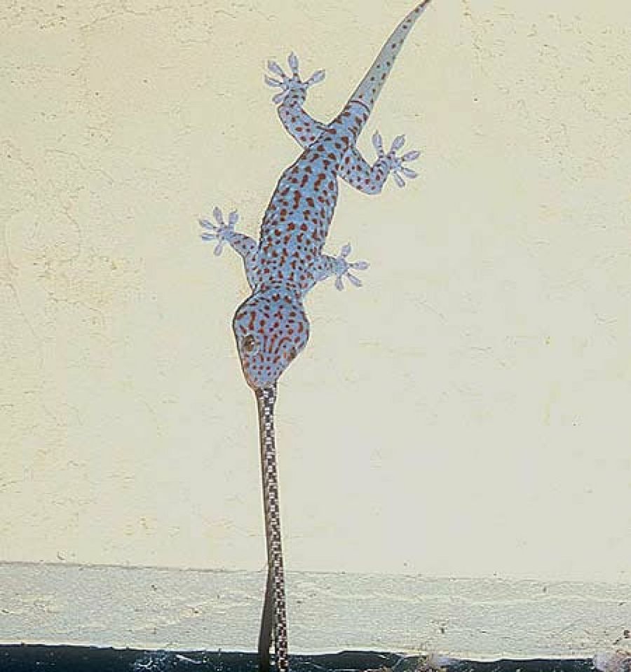 gecko
