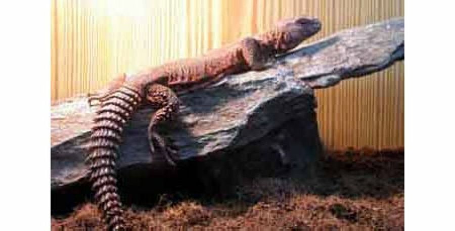 lagarto