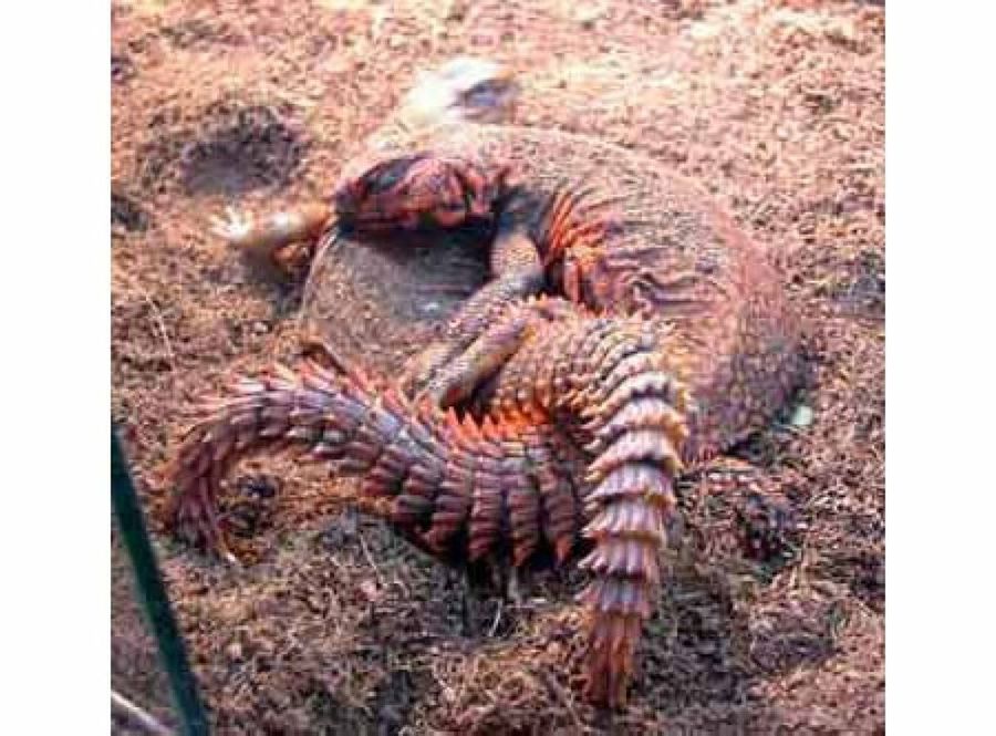 uromastyx