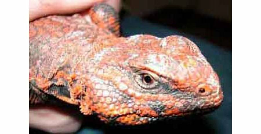 cabeza uromastyx