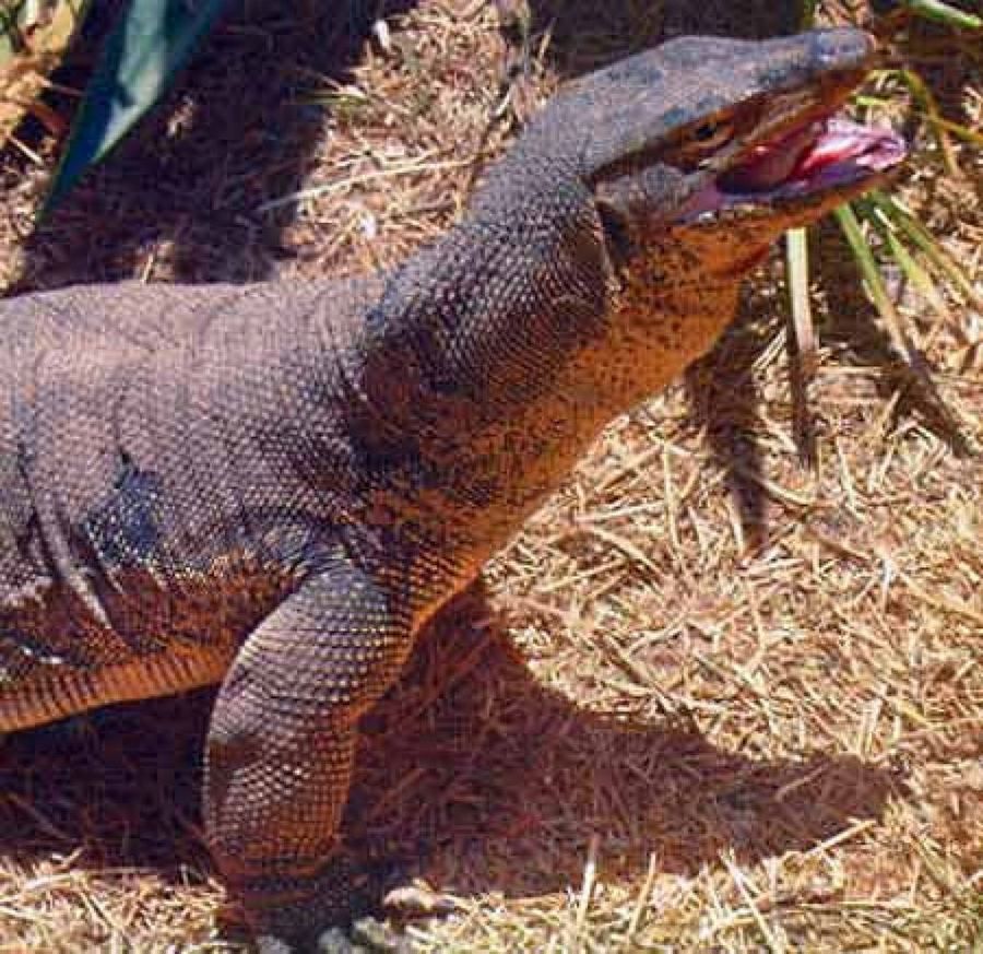 Varado