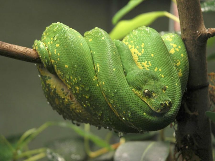 serpiente verde