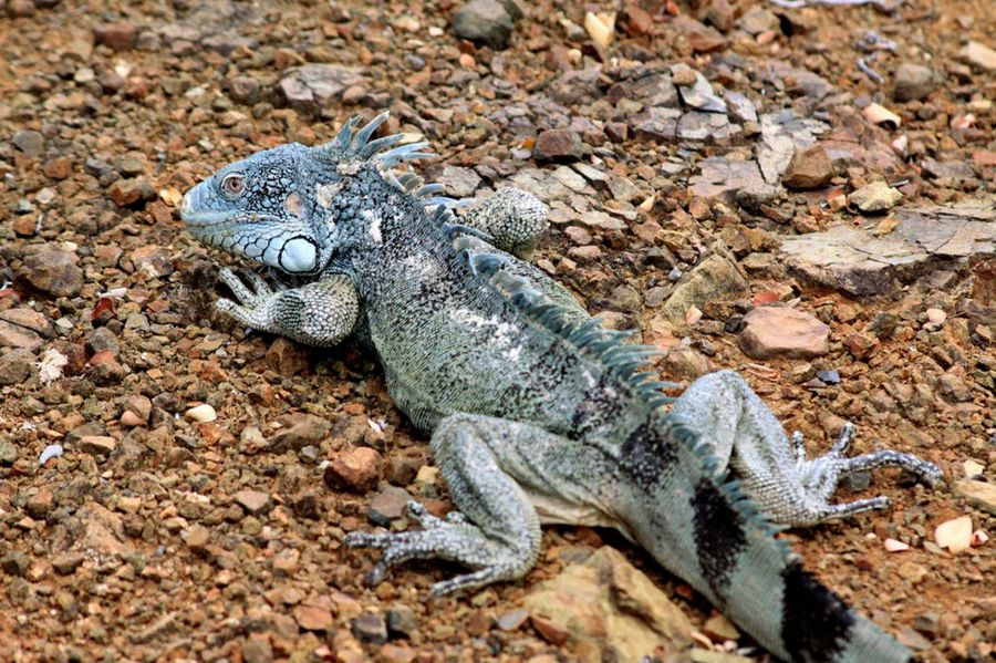 iguana