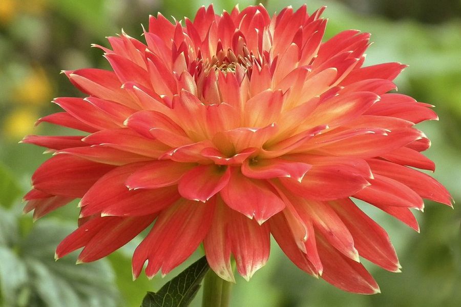 Dalia