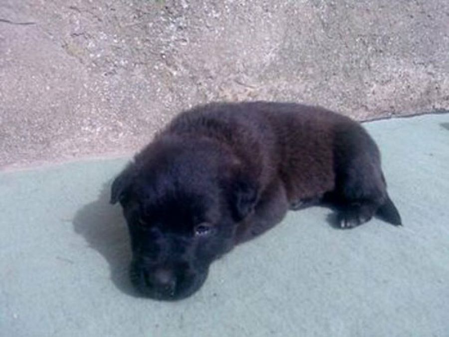 cachorro enfermo